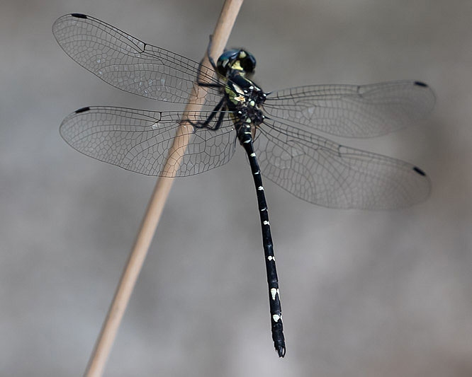 Eusynthemis nigra male-2274.jpg